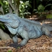 iguana_blue_qebp_gc_h_0171_cay0640.jpg